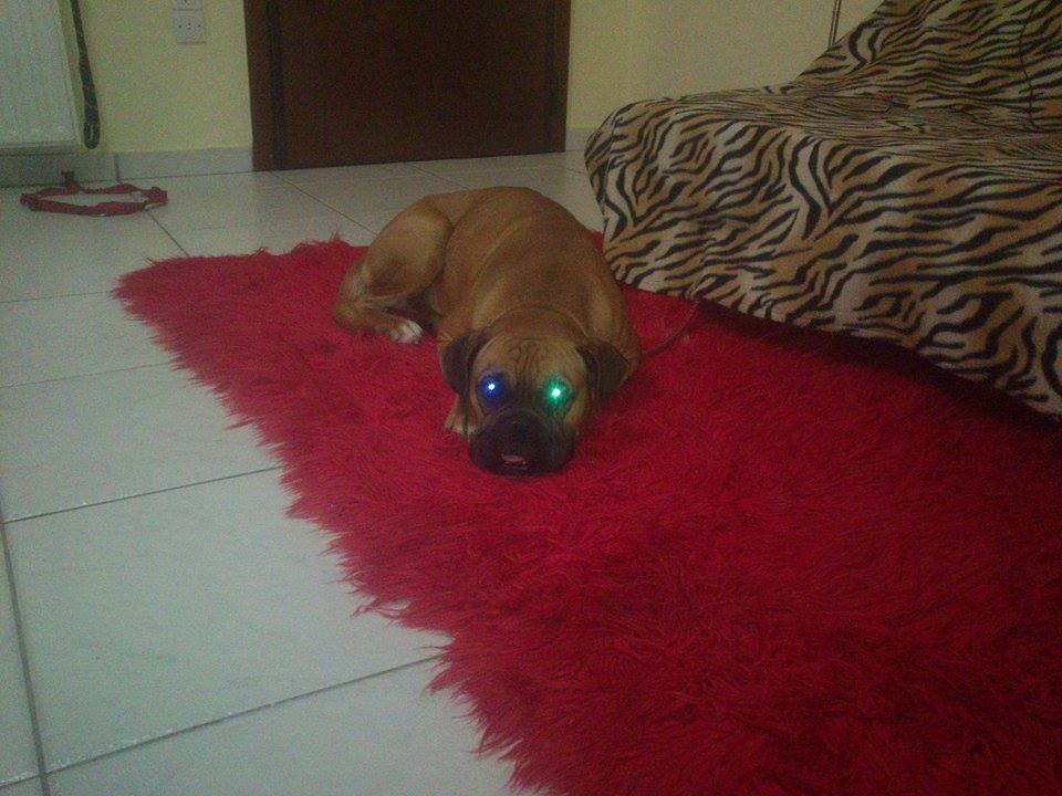 oscar dog trainer