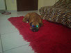 oscar dog trainer