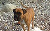 oscar dog trainer