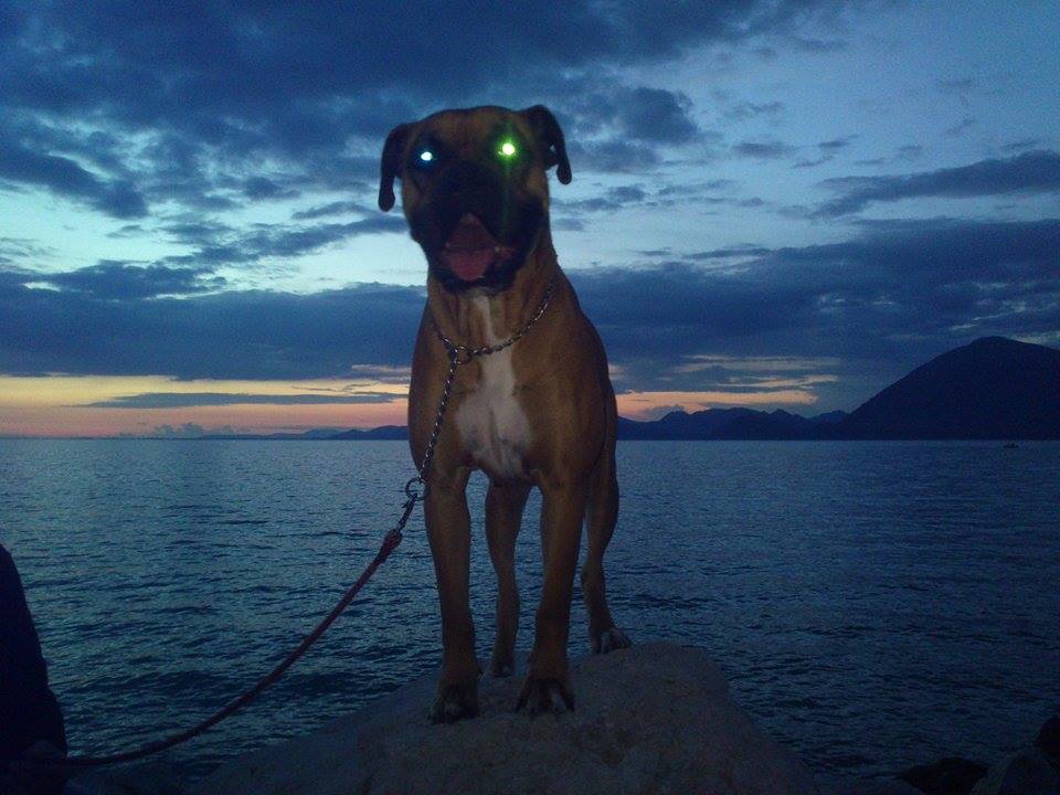 oscar dog trainer