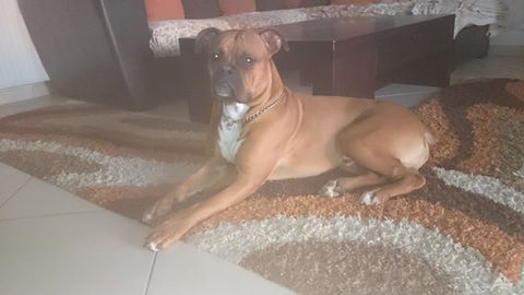 oscar dog trainer