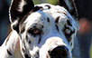 oscar dog trainer