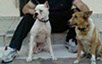 oscar dog trainer