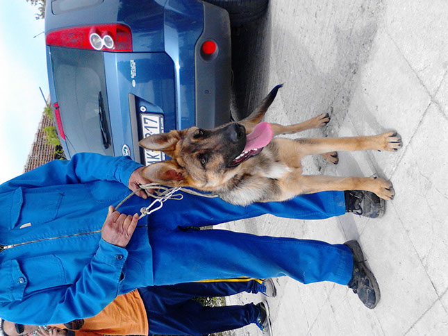 oscar dog trainer
