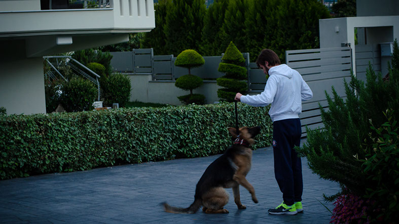 oscar dog trainer