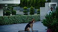 oscar dog trainer