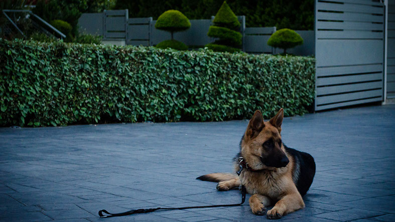 oscar dog trainer