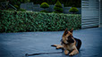 oscar dog trainer