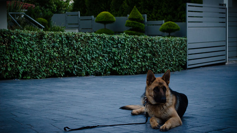 oscar dog trainer