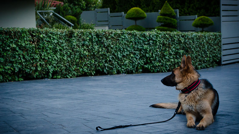 oscar dog trainer