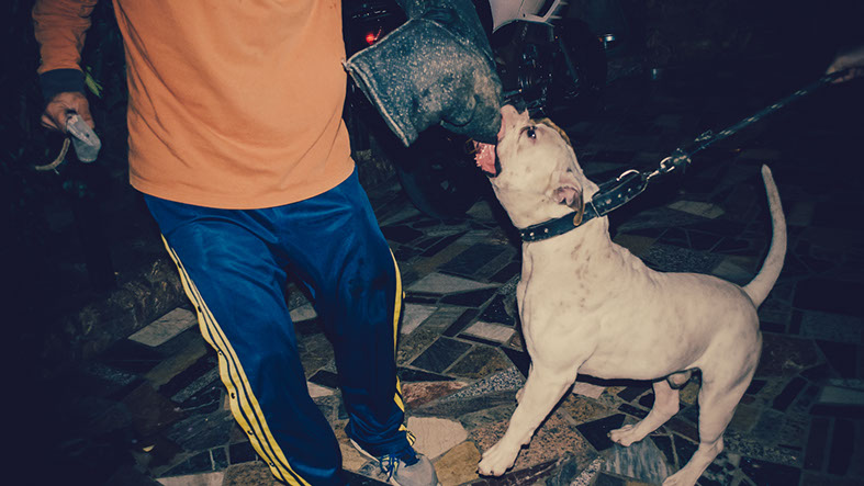 oscar dog trainer