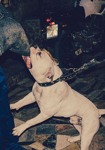 Stratos Paleo Photography dog bite security guard 