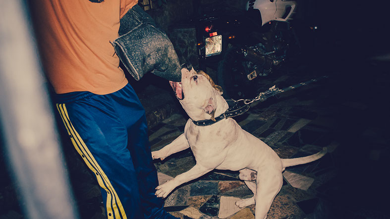 oscar dog trainer